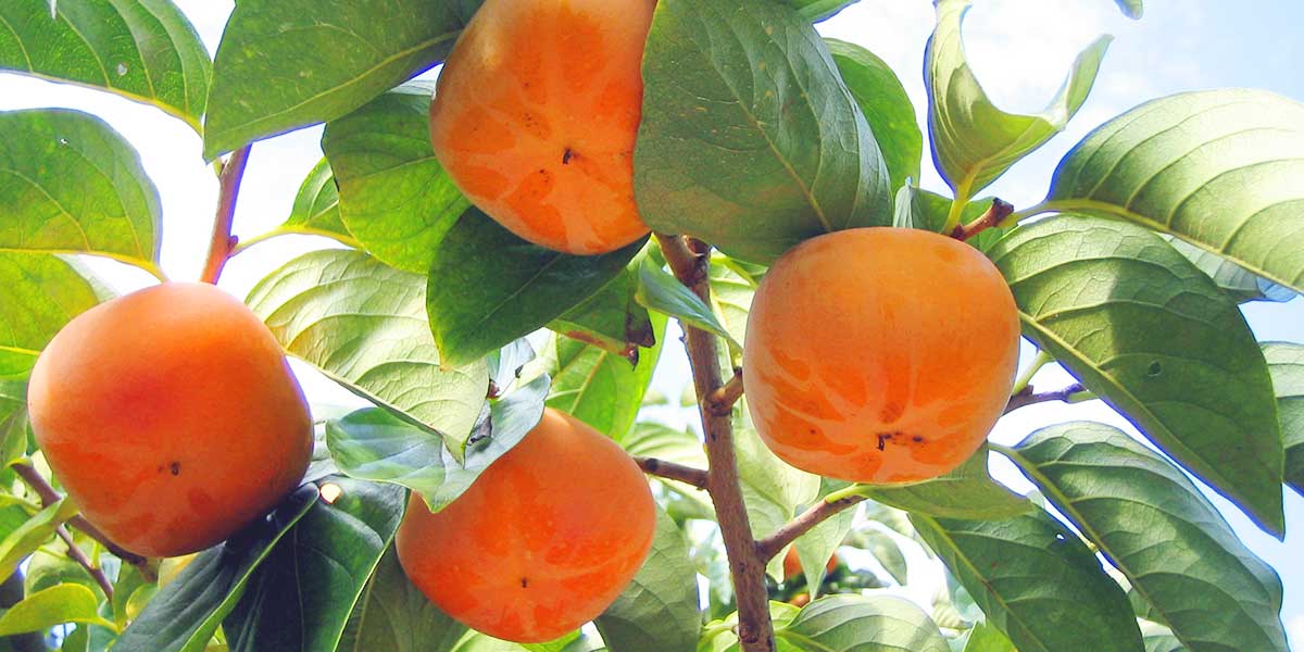 フルーツの町・かつらぎ町